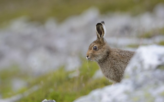 MountainHare D9285