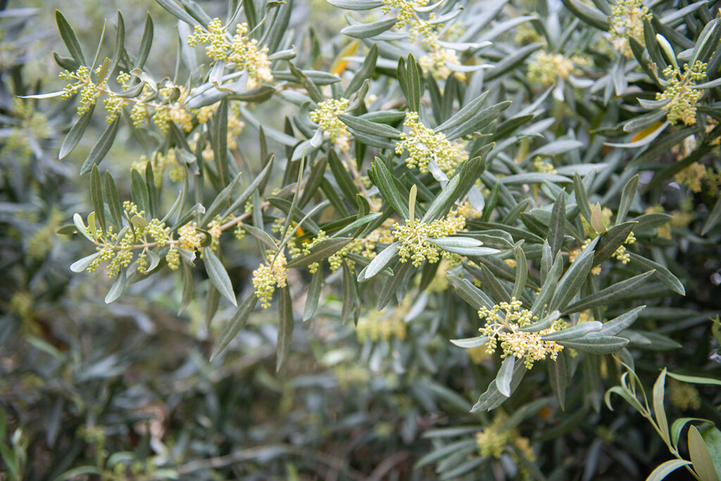 olive leaves