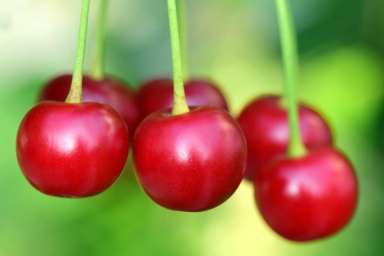 cherries 3477927 1280 768x512