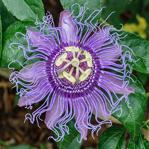 PASSIFLORA INCARNATA