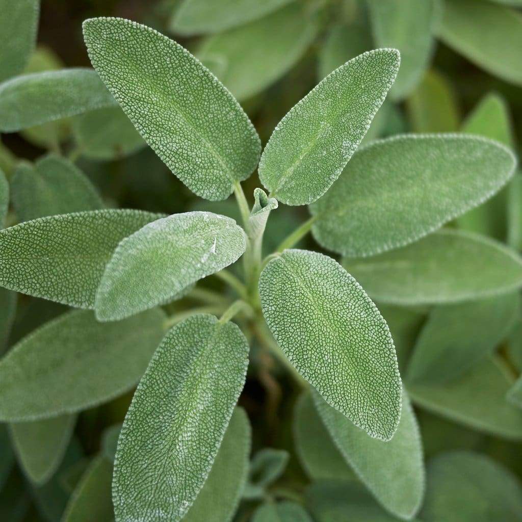 sage broadleaf salvia officinalis seeds amkha seed 827