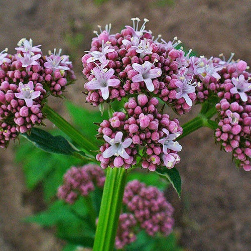 valeriana 1 600x600